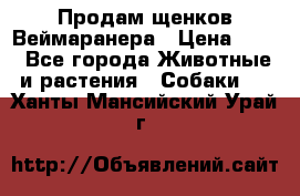 Продам щенков Веймаранера › Цена ­ 30 - Все города Животные и растения » Собаки   . Ханты-Мансийский,Урай г.
